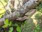 Szilva-tapló (Phellinus tuberculosus), Nagykanizsa